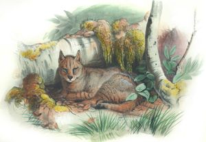Vintage Illustrations of Egyptian Cat in Public Domain