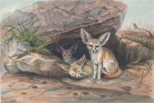 Vintage Illustrations of Fennec Fox in Public Domain