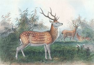 Vintage Illustrations of Japanese Deer in Public Domain