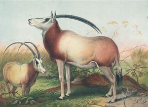Vintage Illustrations of Leucoryx Antelope in Public Domain