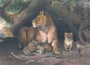 Vintage Illustrations of Lion and Cubs in Public Domain