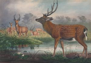 Vintage Illustrations of Mantchurian Deer in Public Domain