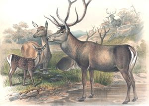 Vintage Illustrations of Persian Deer in Public Domain