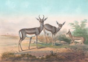 Vintage Illustrations of Persian Gazelle in Public Domain