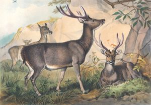Vintage Illustrations of Rusa Deer in Public Domain