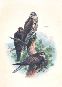Vintage Illustrations of Saker Falcon in Public Domain