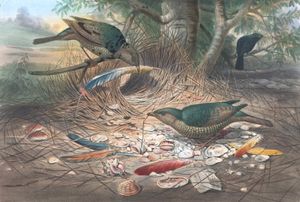 Vintage Illustrations of Satin Bower Bird in Public Domain