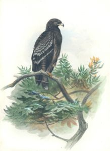 Vintage Illustrations of Spotted Eagle in Public Domain