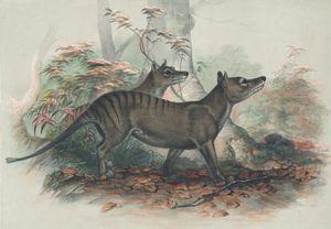 Vintage Illustrations of Thylacine or Tasmanian Tiger in Public Domain