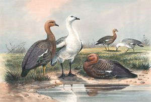 Vintage Illustrations of Upland Goose in Public Domain
