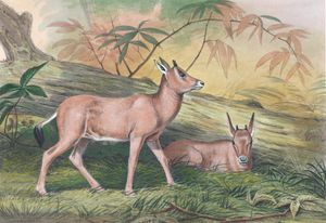 Vintage Illustrations of Young Leucoryx in Public Domain