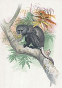 Vintage Illustrations of Zoologicalsketc1wolf 0012 Copy in Public Domain