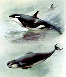 Vintage Killer Whale or Orca and Pilot Whale Illustration From the Public Domain