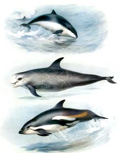 Vintage Porpoise Rissos Dolphin and White Sided Dolphin Illustration From the Public Domain