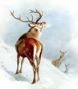 Vintage Red Deer Illustration From the Public Domain