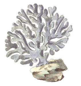 Violaceous Millepore Vintage Illustration
