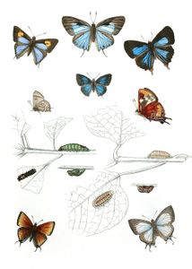 Viracbola Perse Iraota Mrecenas Rapala Lazulina Zesius Ch Rysomallus