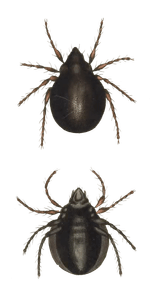 Wandering Mite Vintage Insect Illustration