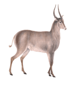 Waterbuck Kobus Ellipsiprymnus Male Vintage Illustration