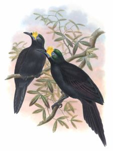 Wattled Bird of Paradise Paradigalla Carunculata Vintage Illustration