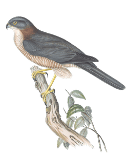 West Australian Gos Hawk Bird Vintage Illustrations