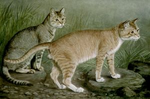 Abyssinian and Indian Cats Vintage Cat Illustrations in the Public Domain