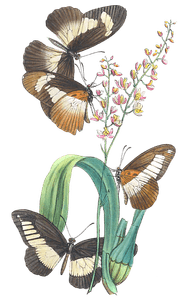 African Species of the Genus Papilio of Modern Authors 1 Vintage Butterfly Illustration