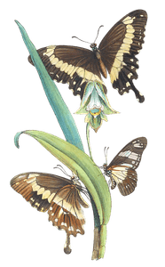 African Species of the Genus Papilio of Modern Authors 3 Vintage Butterfly Illustration