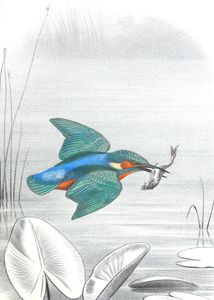 Antique Animal Illustration of a Kingfisher in the Public Domain