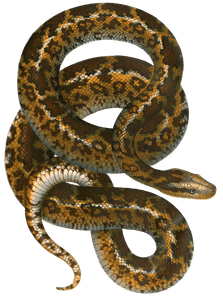 Antique Animal Illustration of Atrophis Tigris Snake in the Public Domain