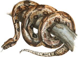Antique Animal Illustration of Boa Constrictor in the Public Domain