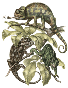 Antique Animal Illustration of Chameleon in the Public Domain