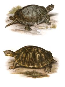 Antique Animal Illustration of Emys Europeaea Clemmys Serrata in the Public Domain