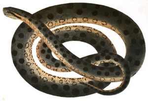 Antique Animal Illustration of Eunectes Scytale in the Public Domain