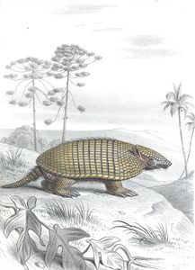 Antique Animal Illustration of Giant Armadillo in the Public Domain