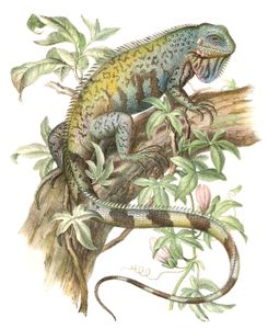 Antique Animal Illustration of Green Iguana Hypsilophus Tuberculatus in the Public Domain