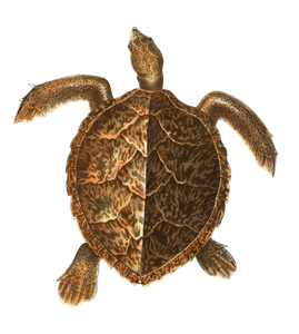 Antique Animal Illustration of Hawksbill Sea Turtle Eretmochelys Imbricata in the Public Domain