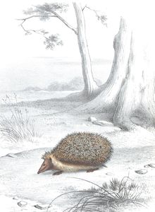 Antique Animal Illustration of Hedgehog in the Public Domain