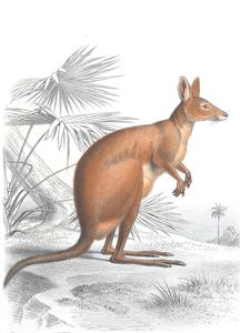 Antique Animal Illustration of Kangaroo in the Public Domain