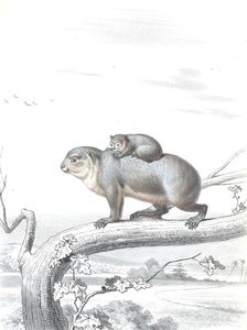 Antique Animal Illustration of Koala in the Public Domain