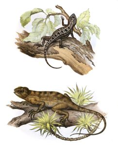 Antique Animal Illustration of Leiosaurus Belli in the Public Domain