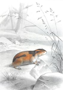 Antique Animal Illustration of Lemming in the Public Domain