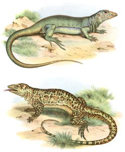 Antique Animal Illustration of Lizards 2 in the Public Domain