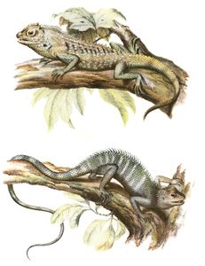 Antique Animal Illustration of Lyriorephalus Scutalps Lyreshead Lizard in the Public Domain