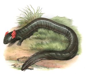 Antique Animal Illustration of Olm in the Public Domain