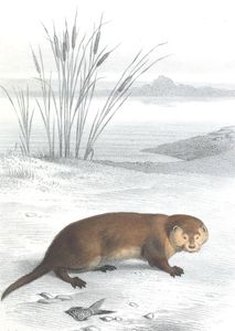 Antique Animal Illustration of Otter in the Public Domain