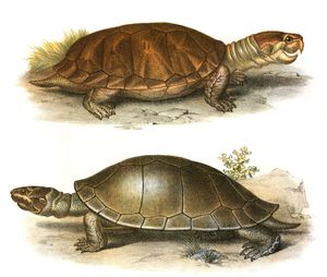 Antique Animal Illustration of Pelto Cephalus Dumerilianus in the Public Domain
