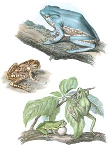 Antique Animal Illustration of Phyllomedusa Green Tree Frog in the Public Domain