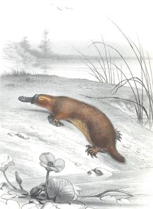 Antique Animal Illustration of Platypus in the Public Domain