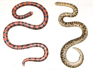 Antique Animal Illustration of Red and Black Snake and Brown Snake in the Public Domain
